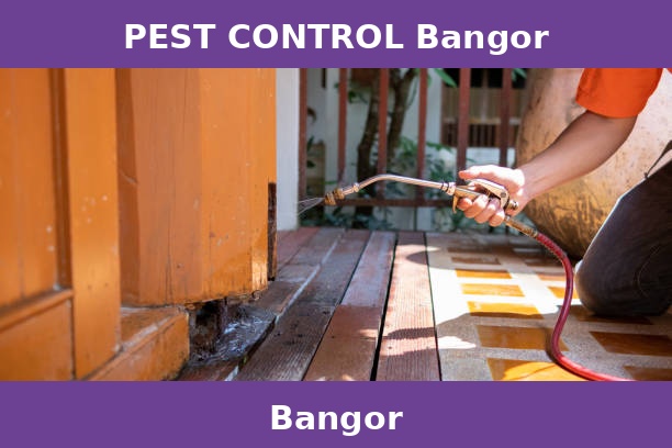 PEST CONTROL Bangor